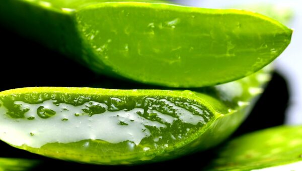 aloe-vera